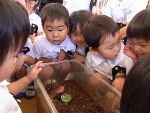 s-もも組 カブトムシを見る 001